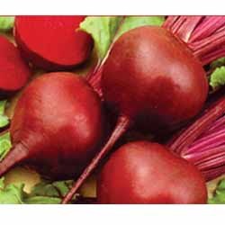 Beetroot Seeds Manufacturer Supplier Wholesale Exporter Importer Buyer Trader Retailer in Hyderabad Andhra Pradesh India